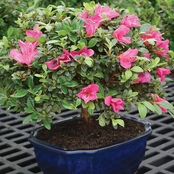 Brussel's Bonsai Live Satsuki Azalea Flowering Bonsai Tree - Large, 8 Years Old, 10 to 14 in - Ceramic Bonsai Pot