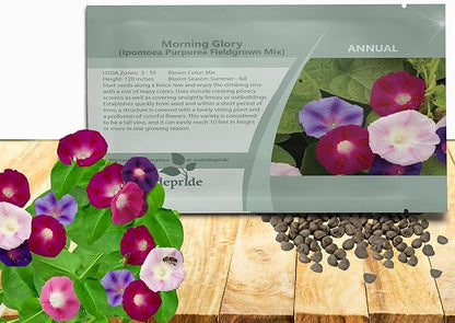 Outsidepride 250 Seeds Annual Ipomoea Purpurea Morning Glory Fieldgrown Climbing Vine Flower Seeds for Planting