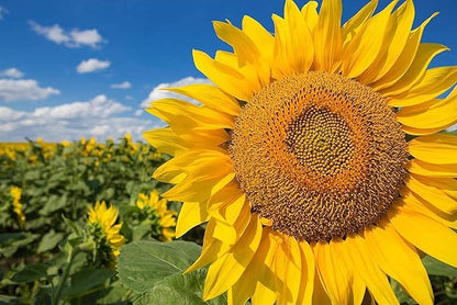 Gaea's Blessing Seeds - Sunflower Seeds - Heirloom Mammoth Grey Stripe - Includes Easy to Follow Planting Instructions - Non-GMO Heirloom 90% Germination Rate