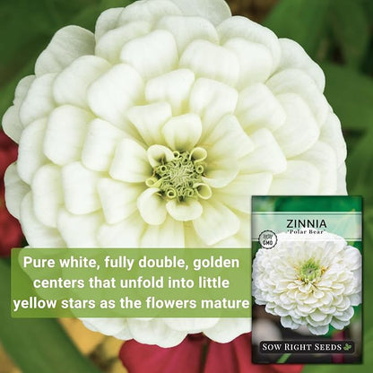 Sow Right Seeds - Zinnia Polar Bear Flower Seeds for Planting - Beautiful Flowers to Plant in Your Home Garden - Non-GMO Heirloom Packet - White Blooms Attract Pollinators - Cut and Come Again (1)