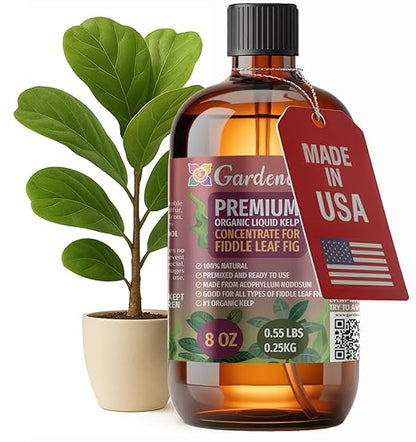 GARDENERA Premium Organic Seaweed & Kelp Superfood for Fiddle Leaf FIG Plants - 8 oz - Liquid Kelp Fertilizer Concentrate (Makes 45 Gallons)