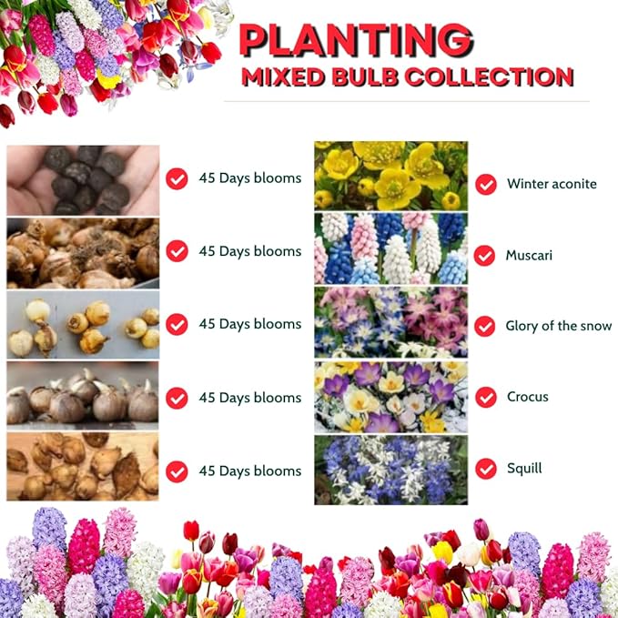 50 Top Size Mix Flower Bulbs for Spring Blooms, Big Bulk Bulbs for Fall Planting, Vibrant Colorful Easy Care, Planting in Borders Flowerbeds Gardens Earliest Blooming