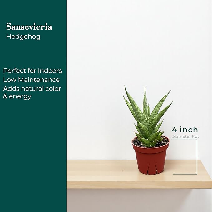 CoollectivePlants Sansevieria Pagoda Green – Live Snake Plant in 4″ Grower’s Pot, Layered Foliage, Easy Care Indoor Houseplant - Includes UniHeat Pack for Winter Protection