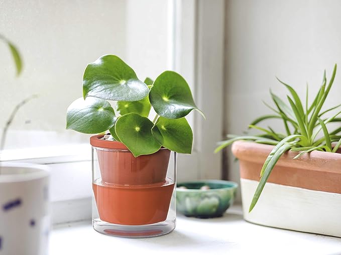 D'vine Dev 4 Inch Design Self Watering Pot for Indoor Plants, Terracotta Planter with Cylinder Glass Cup, Set of 3, 37-Z-A-1-T