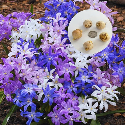 50 Top Size Mix Flower Bulbs for Spring Blooms, Big Bulk Bulbs for Fall Planting, Vibrant Colorful Easy Care, Planting in Borders Flowerbeds Gardens Earliest Blooming