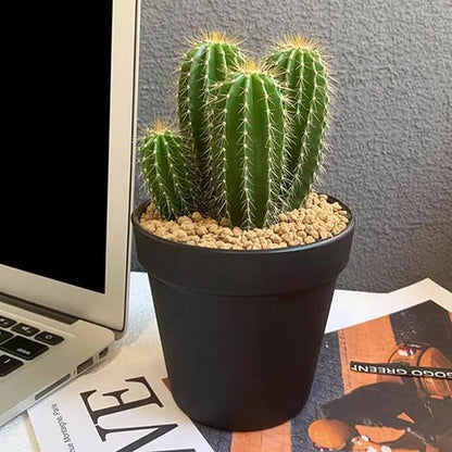 2 lbs Maifanitum Stones for Succulent,1/4 Inch Decorative Rocks for Indoor Plants, Bonsai, Soil Cover. Small Stone of Lightweight for Promote Soil Root Growth, Water Drainage and Plant Growth