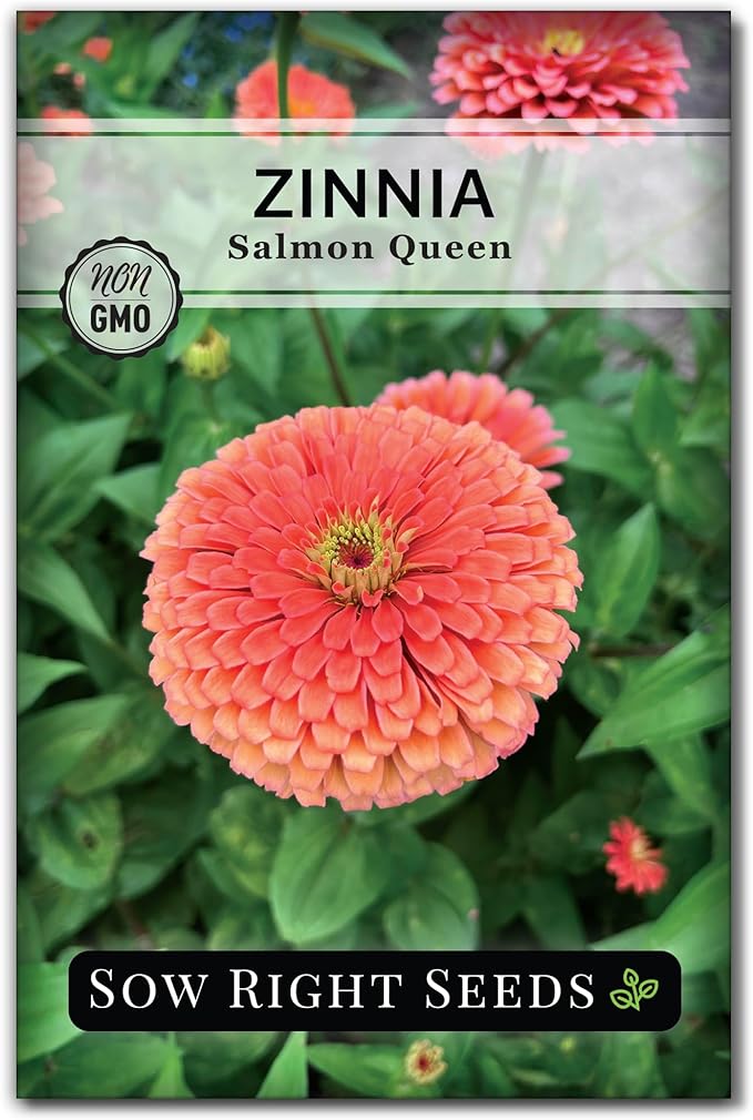 Sow Right Seeds - Salmon Queen Zinnia Seeds for Planting - Non-GMO Heirloom Packet to Plant & Grow an Outdoor Home Flower Garden - Annual, Giant Pink Blooms to Cut and Come Again (1)