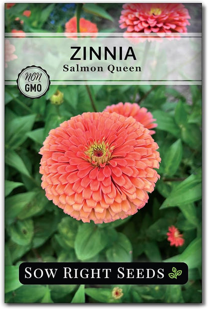 Sow Right Seeds - Salmon Queen Zinnia Seeds for Planting - Non-GMO Heirloom Packet to Plant & Grow an Outdoor Home Flower Garden - Annual, Giant Pink Blooms to Cut and Come Again (1)