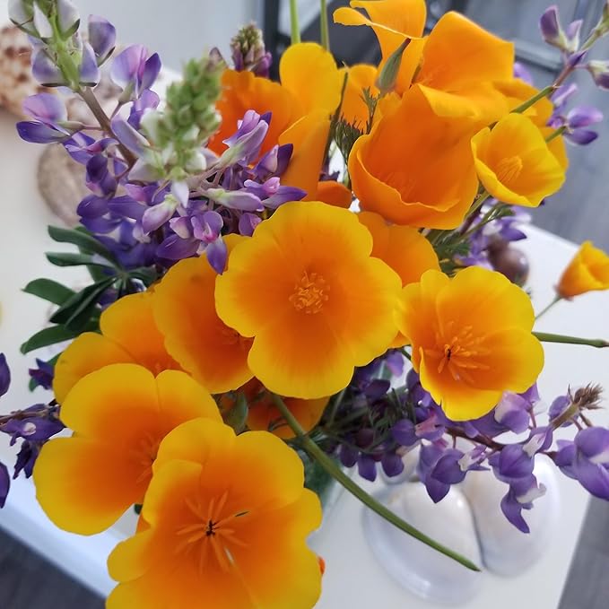 Back to the Roots 100% Organic Seed Packet - Poppy 'California'