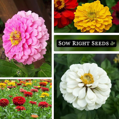 Sow Right Seeds - California Giants Mix Zinnia Seeds for Planting - Non-GMO Heirloom Packet to Grow Your Flower Garden - Attract Bees and Butterflies - Great to Cut and Come Again - Summer Annual (1)