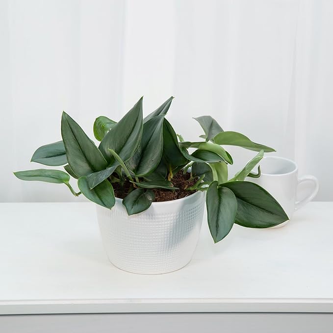 Gardenera Premium Scindapsus Sterling Plant Potting Mix - Crafted for Luxurious Growth and Stunning Variegation - 1 Quart