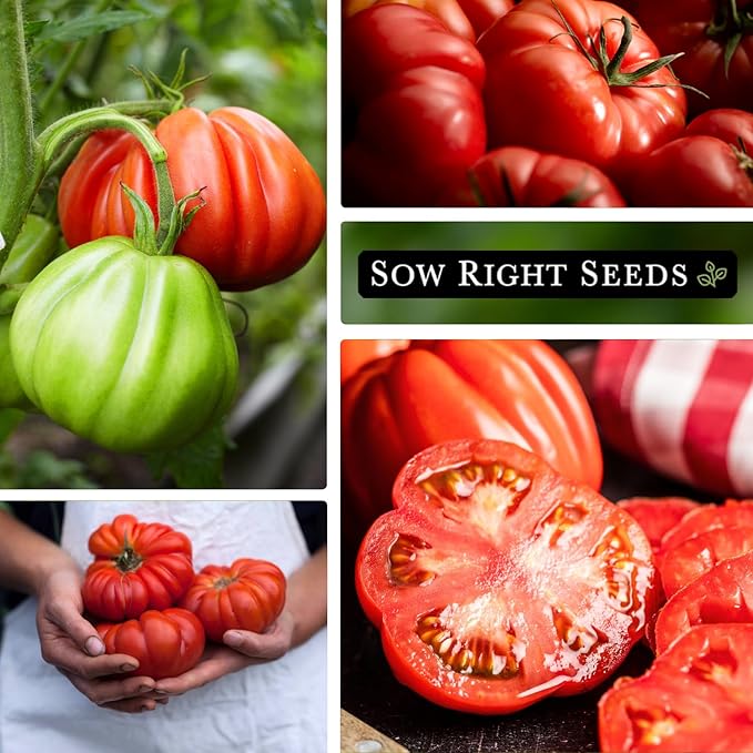 Sow Right Seeds - Mortgage Lifter Tomato Seeds for Planting - Meaty 1 to 2 lb Flavorful Fruits - Non-GMO Heirloom - Instructions to Plant a Home Vegetable Garden - Giant Beefsteak-Type