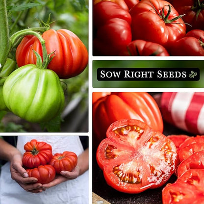 Sow Right Seeds - Mortgage Lifter Tomato Seeds for Planting - Meaty 1 to 2 lb Flavorful Fruits - Non-GMO Heirloom - Instructions to Plant a Home Vegetable Garden - Giant Beefsteak-Type