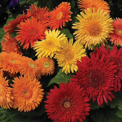 Outsidepride Autumn Colors Mix Gerbera Seeds - 10 Pcs Perennial, Compact & Low Maintenance, Flower Seeds for Planting w/Vibrant Mixed Blooms, Ideal for Garden Landscaping & Cut Flower Arrangements
