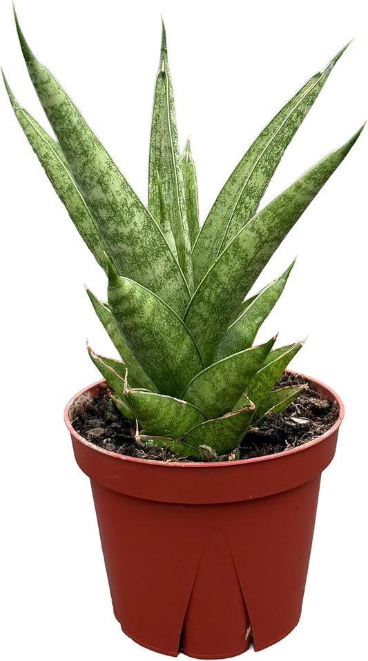 CoollectivePlants Sansevieria Pagoda Green – Live Snake Plant in 4" Growers Pot - Layered Foliage, Easy Care Indoor Houseplant
