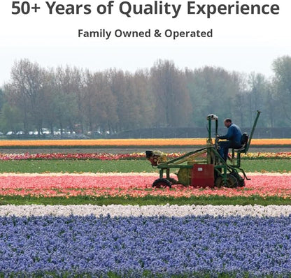 50 Triumph Tulip Bulbs for Planting - Assorted Color Value Pack - Plant in Gardens, Borders & Flowerbeds - Bulb Size 11/12 cm - Easy to Grow Fall Flowers Bulbs by Willard & May