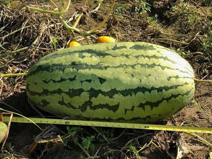 Farmer’s Secret Fruit & Bloom Booster Fertilizer (16oz) - Super Concentrated - Boosts Flowering and Yield on All Varieties of Fruits, Vegetables and Flowers