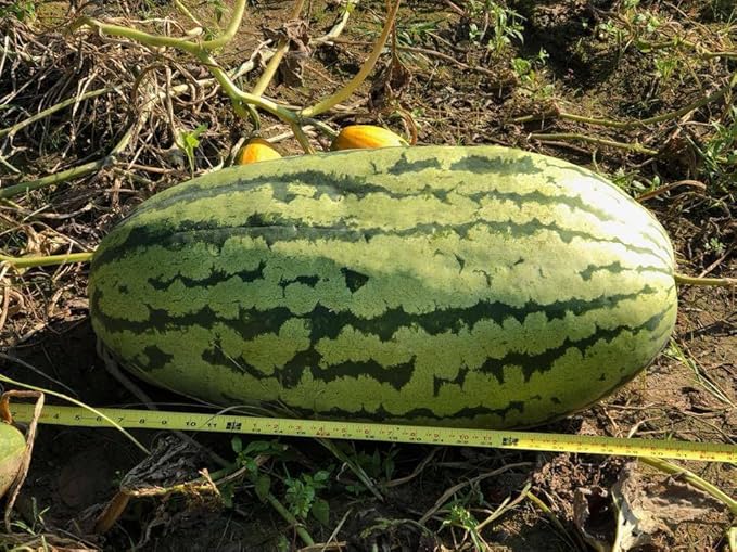 Farmer’s Secret Fruit & Bloom Booster Fertilizer (8oz) - Super Concentrated - Boosts Flowering and Yield on All Varieties of Fruits, Vegetables and Flowers