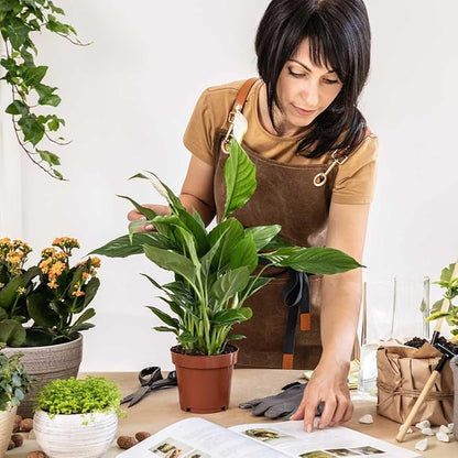 American Plant Exchange Peace Lily, Live Spathiphyllum Plant, Indoor Flowering Houseplant, 4-Inch Pot, Deco Cover, Easy Care, Low Light, Perfect for Housewarming, Sympathy, or Party Gift