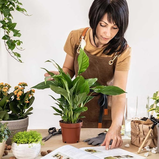 American Plant Exchange Peace Lily, Live Spathiphyllum Plant, Indoor Flowering Houseplant, 4-Inch Pot, Deco Cover, Easy Care, Low Light, Perfect for Housewarming, Sympathy, or Party Gift