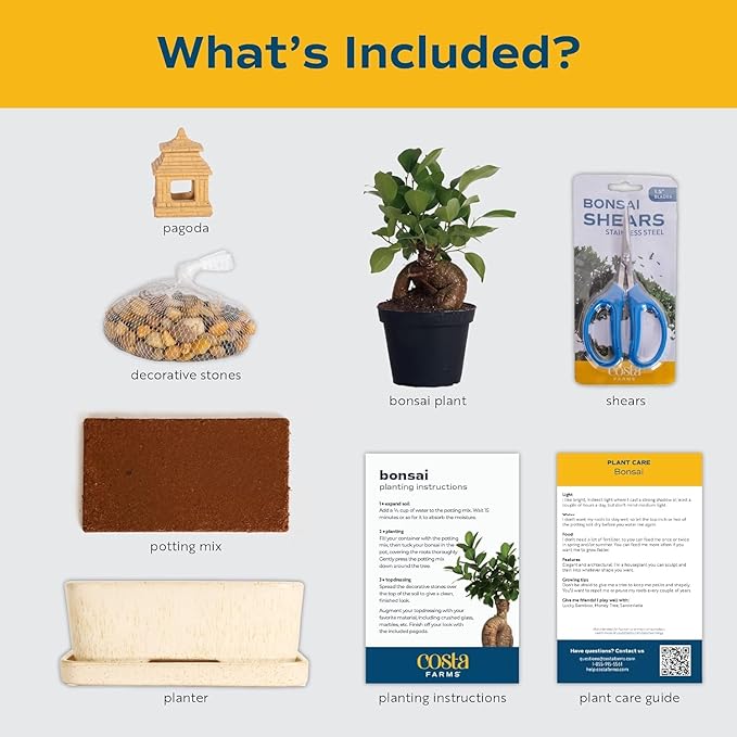 Costa Farms DIY Live Bonsai Tree Kit - Includes Bonsai Tools, Potting Soil Mix, Plant Pot - 10-Inches Tall