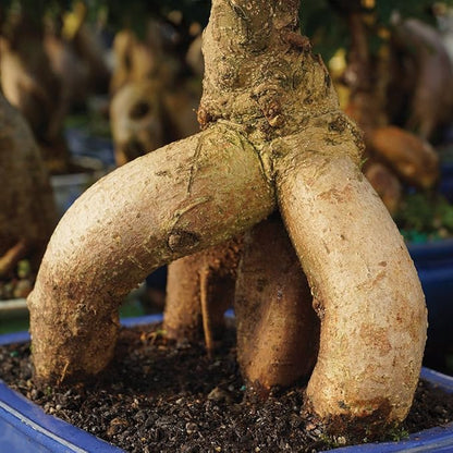 Brussel's Bonsai Live Ginseng Grafted Ficus Indoor Bonsai Tree - Medium, 6 Year, 8 to 12 In - Live Bonsai Tree in Ceramic Bonsai Pot and Humidity Tray