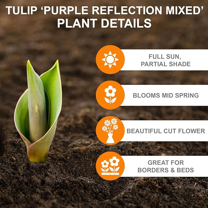 Garden State Bulb Purple Reflection Mixed Triumph Tulip Flower Bulbs, 11/12cm, Fall Planting (Bag of 50)