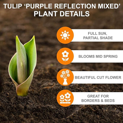 Garden State Bulb Purple Reflection Mixed Triumph Tulip Flower Bulbs, 11/12cm, Fall Planting (Bag of 50)