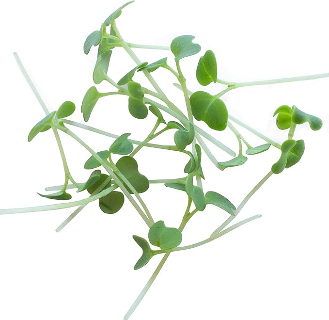 Green Mustard Microgreens Seeds - 1 Oz ~18,000 Seeds - Grow Non-GMO Micro Mustard Herb Greens - Premium Seed - High Germination Rate