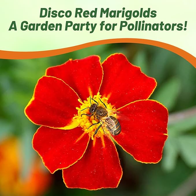 Outsidepride Disco Red French Marigold Seeds - 400 Pcs Annual, Compact, Heat & Drought Tolerant Flower Seeds for Planting w/Prolific Blooms, Ideal for Vibrant Pollinator Gardens