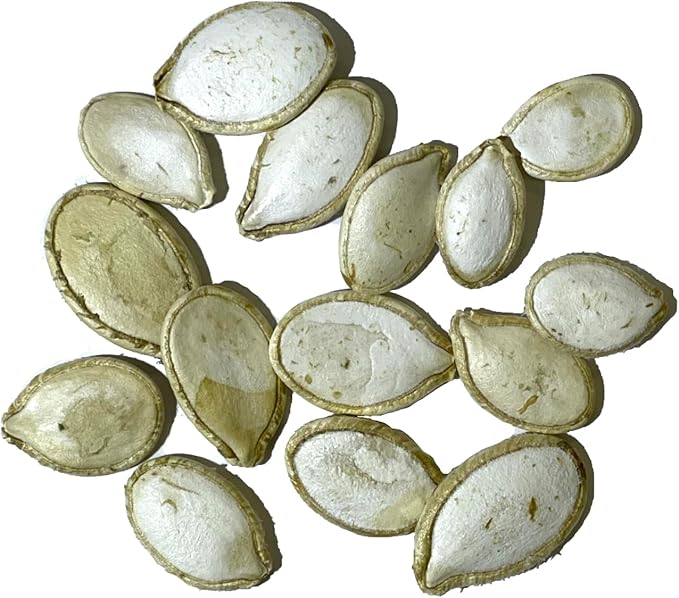 Seed Needs White Pumpkin Seeds for Planting Lumina Pumpkins - Non-GMO Heirloom & Untreated Vegetable Seeds to Plant an Outdoor Pumokin Patch - Perfect for Carving (2 Packs)