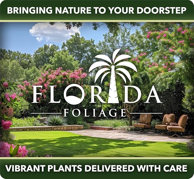 Daisy African Plants | 10 Live Seedlings | Gamolepis chrysanthemoides | Flowering Accent | Sun Loving Garden Variety