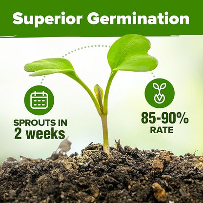 HOME GROWN 5 Herb Seeds for Planting 2,150+ Non-GMO Heirloom Seeds | Extra Large Variety Pack Herb Kit – Indoor Outdoor & Hydroponic | Culinary Seed Set | Grow Your Own Herbs | Gift for Beginners