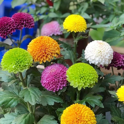 Ping Pong Chrysanthemum Flower Seeds – 500pcs Mixed Colors – Non-GMO Perennial Blooms for Garden & Home Decoration