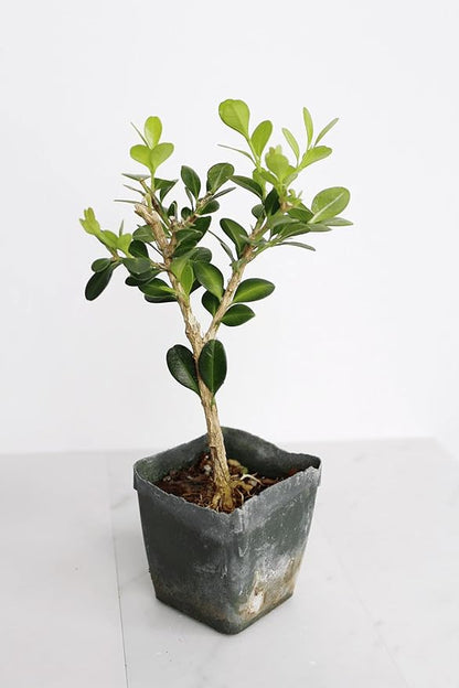 My Shelfie – Winter Gem Boxwood Bonsai Starter Tree (Buxus microphylla Japonica ‘Winter Gem’), 2-Inch Live Evergreen Shrub for Indoor or Outdoor Garden, Landscape, and Home Décor (5)
