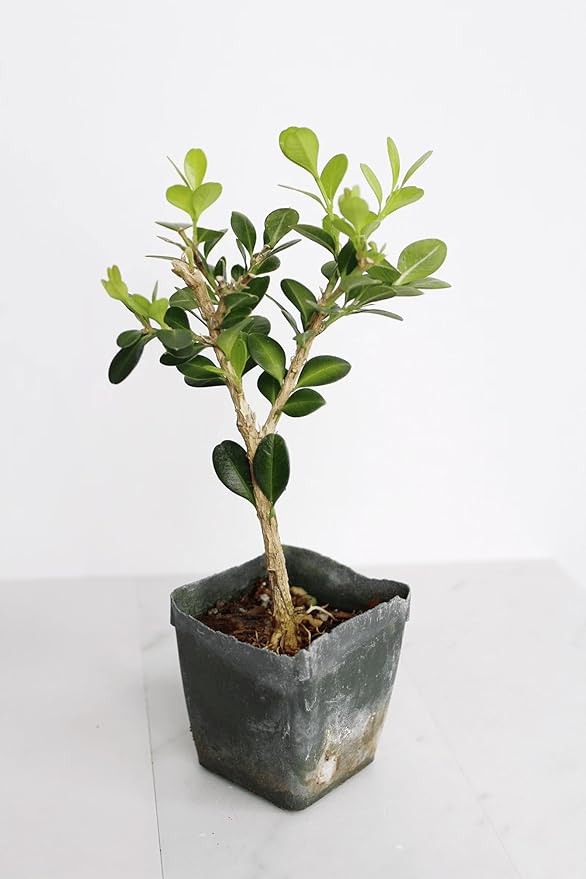 My Shelfie – Winter Gem Boxwood Bonsai Starter Tree (Buxus microphylla Japonica ‘Winter Gem’), 2-Inch Live Evergreen Shrub for Indoor or Outdoor Garden, Landscape, and Home Décor (1)