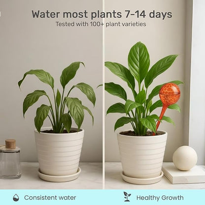 LGL Plant Watering Globes - Automatic Self Watering Globes. Decorative Self Watering Planter Inserts. Self Watering Spikes to Support Plant Health. 4 Pack x 350ml.