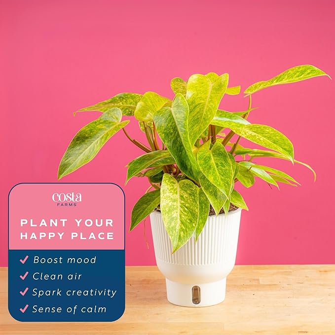Costa Farms Painted Lady Live Plant, Rare Unique Indoor Houseplant Potted in Indoors Garden Plant Pot, Living Room Home Decor, Trending Tropicals Collection, 1 Foot Tall