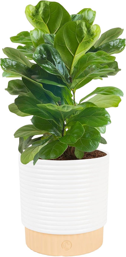 Costa Farms Baby Fiddle Leaf Fig Live Plant in Decorative Pot, Indoor Houseplant, Perfect for Home, Room, or Office Decor, Great House Warming or Birthday Gift, 12-18 Inches Tall