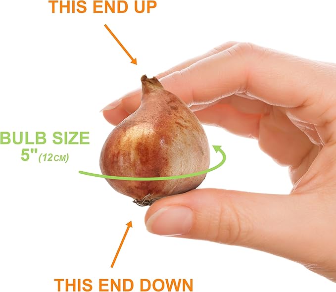 Garden State Bulb Darwin Hybrid Pink Impression Tulip Flower Bulbs, 12/+ cm, Fall Planting (Bag of 50)