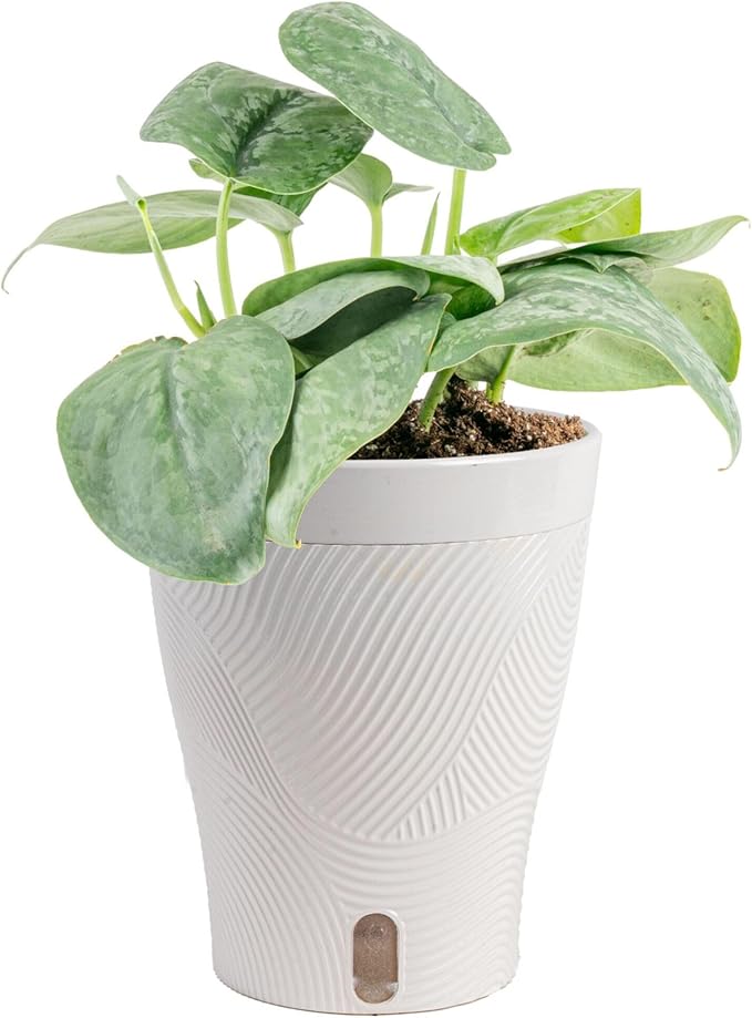 Costa Farms Scindapsus Platinum Java Live Plant, Climbing Trailing Indoor Houseplant | 12-Inches Tall | Trending Tropicals Collection | Self-Watering Pot | Easy Grow Plant for Home, Room Decor