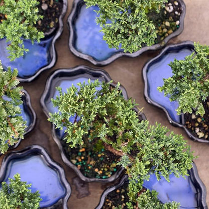 Brussel's Bonsai Brussel's Green Mound Juniper Bonsai in Zen Reflections Pot, SMALL