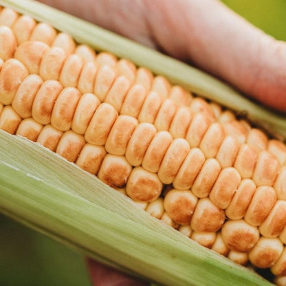 Millersburg Red No. 2 Sweet Corn - 50 Seeds - Rare Red Sweet Corn Variety, Colorful Corn Kernels, Non-GMO, Heirloom Seeds for Planting in The Home Garden, Thresh Seed Company