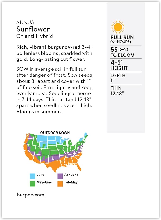Burpee 'Chianti Hybrid' Sunflower Seeds - 350mg Non-GMO Seed Packet for Home Gardening - Deep Red Burgundy Flower, Pollenless Cut Flower, Annual, Direct Sow (Sunflower, Chianti Hybrid)