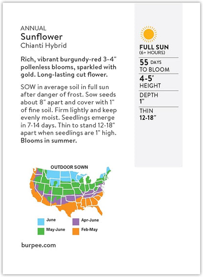 Burpee 'Chianti Hybrid' Sunflower Seeds - 350mg Non-GMO Seed Packet for Home Gardening - Deep Red Burgundy Flower, Pollenless Cut Flower, Annual, Direct Sow (Sunflower, Chianti Hybrid)