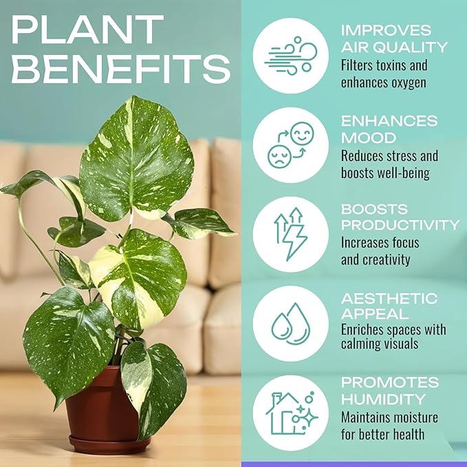 CoollectivePlants Monstera Thai Constellation – Live Plant in 2″ Grower’s Pot, Easy Indoor Houseplant, Thai Constellation Monstera, Includes UniHeat Pack for Winter Protection