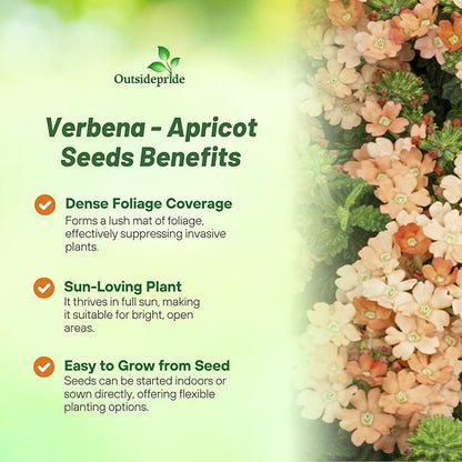 Outsidepride Apricot Verbena Seeds for Planting - 2000 Pcs. Annual, Drought Tolerant & Easy to Grow, Ground Cover with Fragrant & Vibrant Blooms for Window Boxes, Borders & Pollinator Gardens
