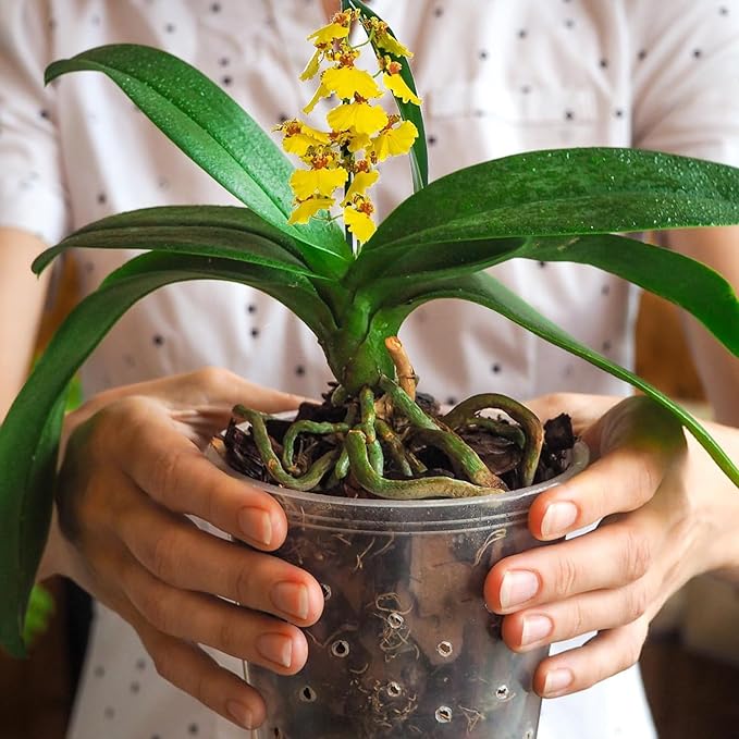 Orchid Bark 2qt, Natural Pine Bark Mulch for Plants, Great for Orchids, Succulents, Cactus, Bonsai, Ideal for Houseplant Mulch