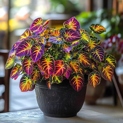 100pcs Rainbow Dragon Coleus Seeds for Planting, Vibrant Foliage, Easy to Grow, Perennial Shade Plant for Garden & Pots