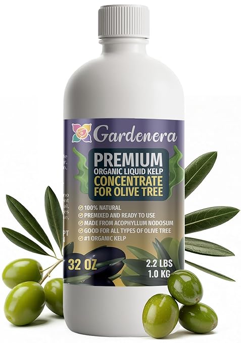 GARDENERA Premium Organic Seaweed & Kelp Superfood for Olive Tree Plants - 32 oz - Liquid Kelp Fertilizer Concentrate (Makes 180 Gallons)